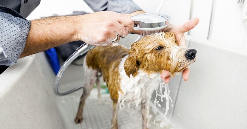 the dog bathes