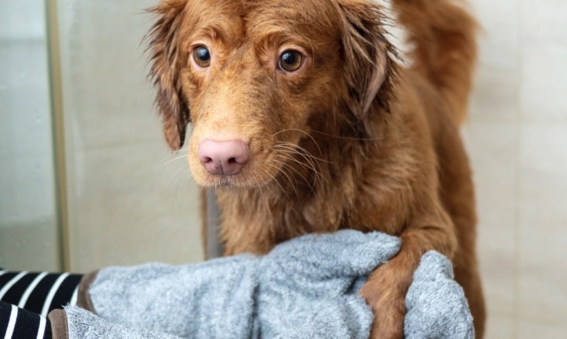 dog after bath