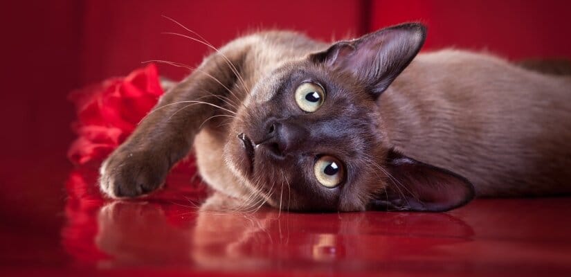 Tonkinese cat lies