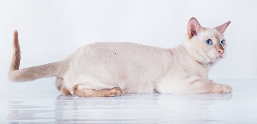 Tonkinese cat lies