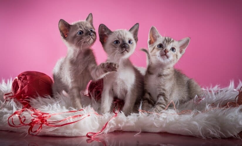 Tonkinese kittens