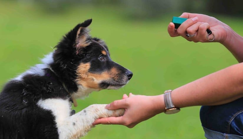 Positive Dog Training