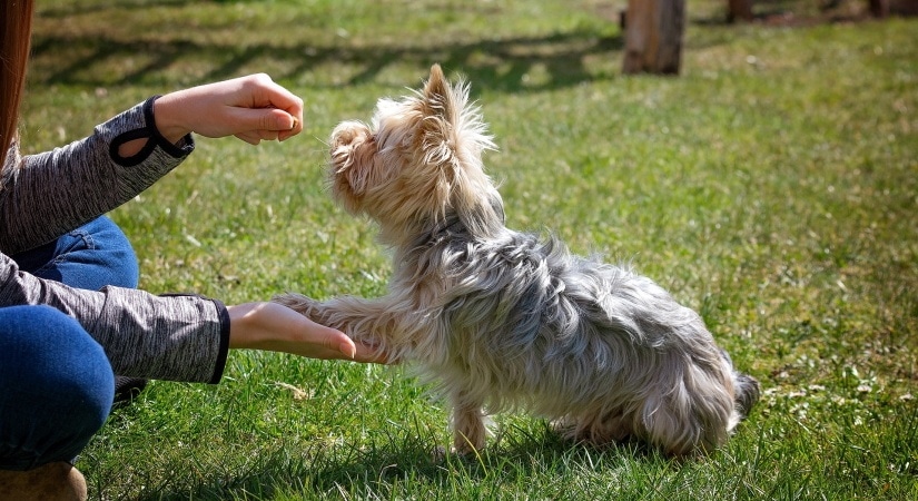 Give me your paw command