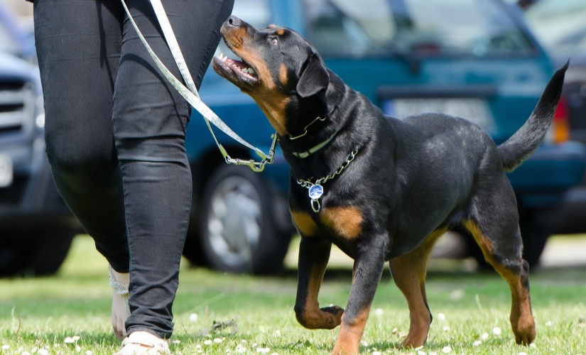 Dog following his owner