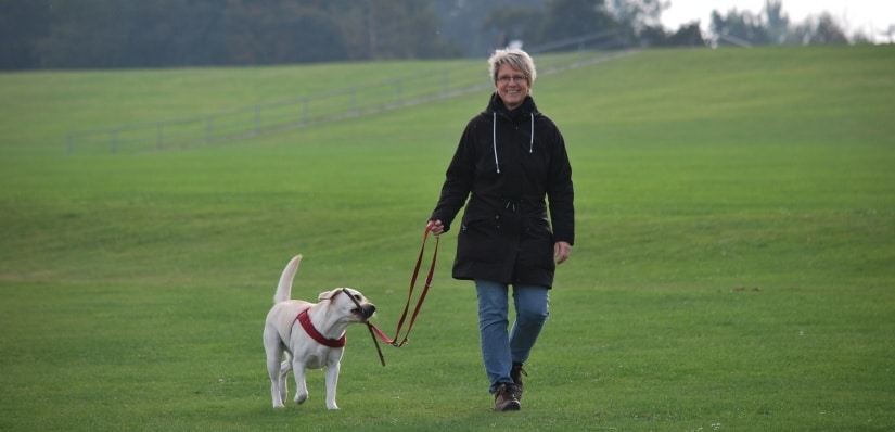 woman walking with labrador