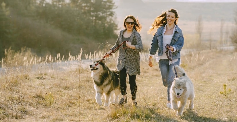 Girls walking two huskies