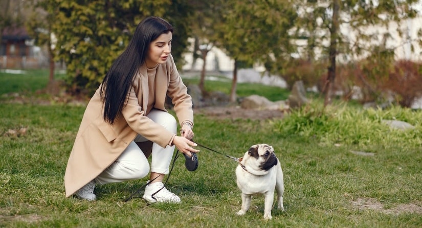 Pug wondering what's going on