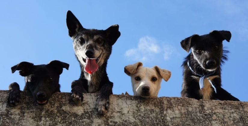 Four curious puppies look down