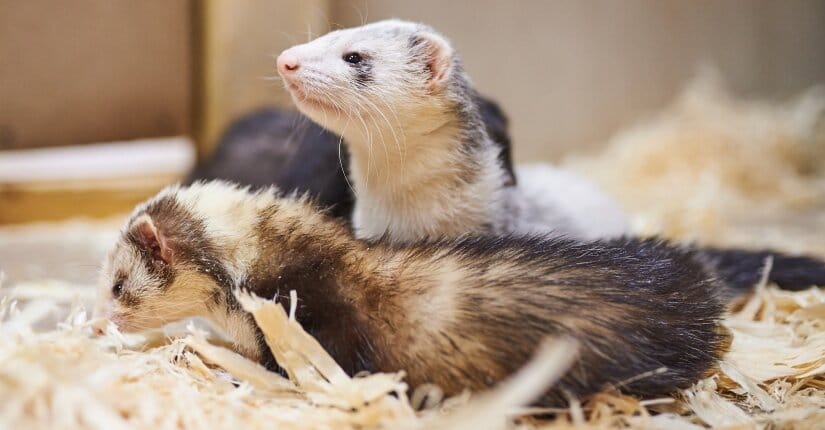 two ferrets