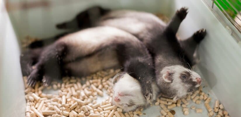Two Ferrets in Cage