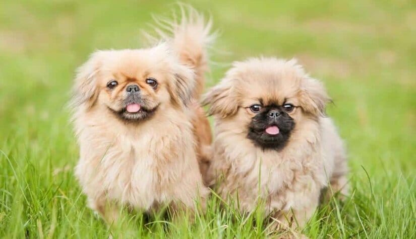 Two Pekingeses Play