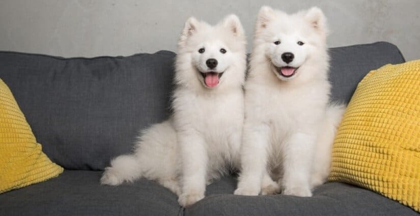 Two Samoyed Puppies