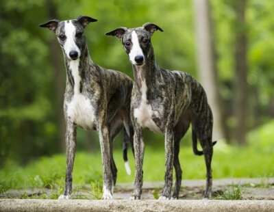 Whippets on street