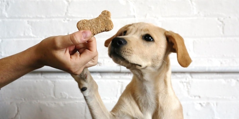 treat for puppy