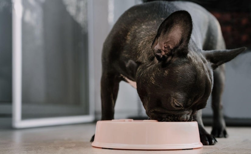 french bulldog eating