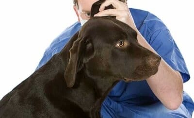 Vet check dog's ear