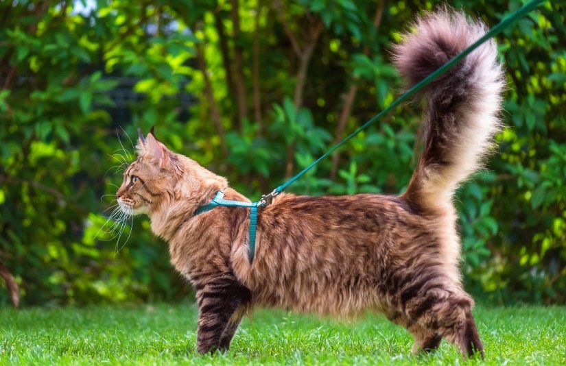 Safely Walk Your Cat