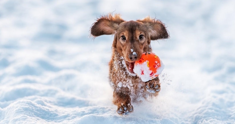 puppy runs after a ball in the snow
