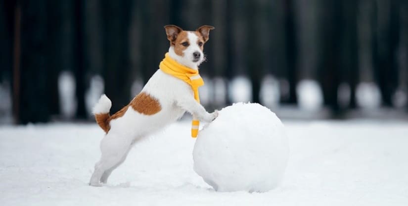 little dog made a snow globe
