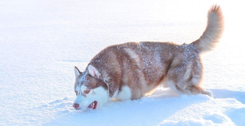husky eats snow