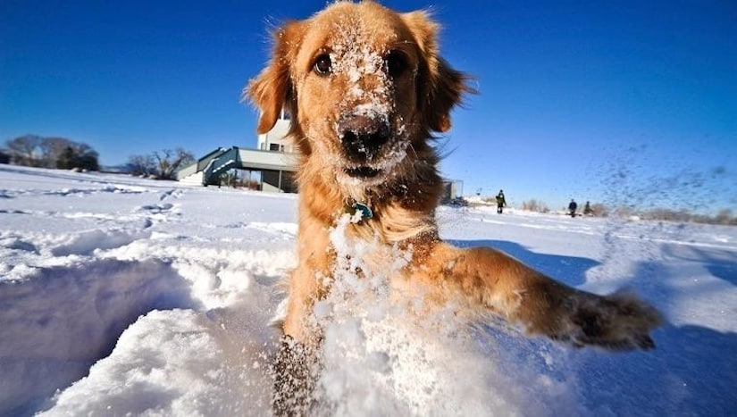 furry friend in the snow