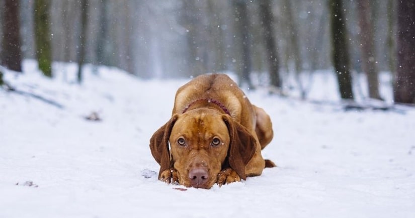 dog resting in the snow