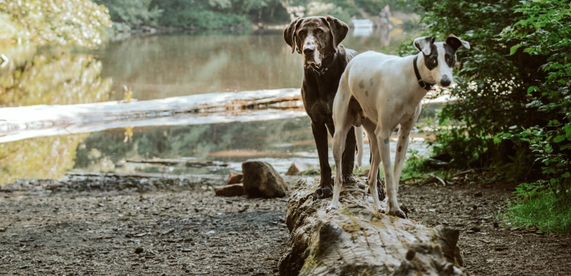 Two dogs in nature