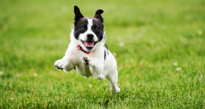 happy dog running on the lawn