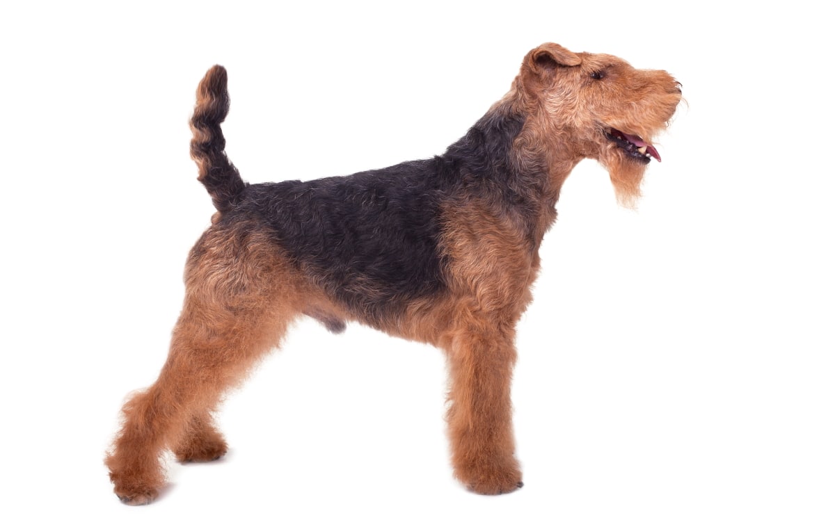 Are Welsh Terriers Hypoallergenic Dogs   Welshterrier H 