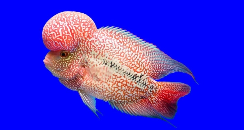 Flower horn fish