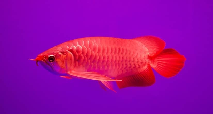 Red Arowana