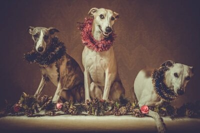 Old photo with whippets