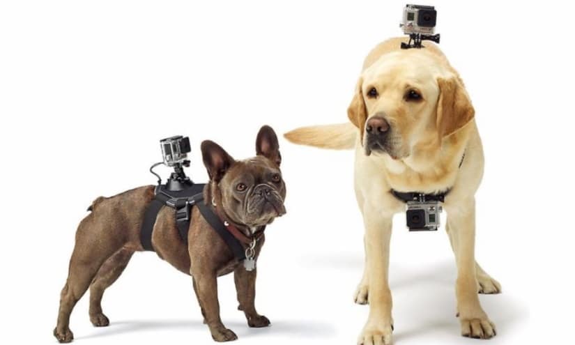 Equipped dogs with cameras