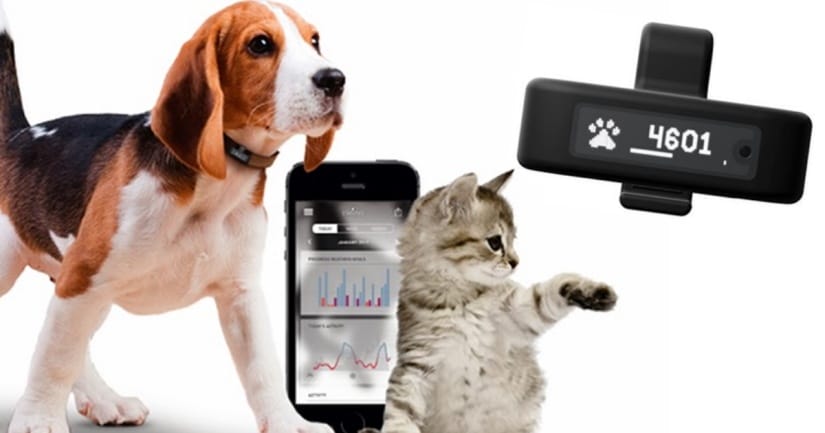 Gadgets for cats and dogs