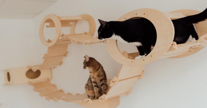 Special shelves for cats