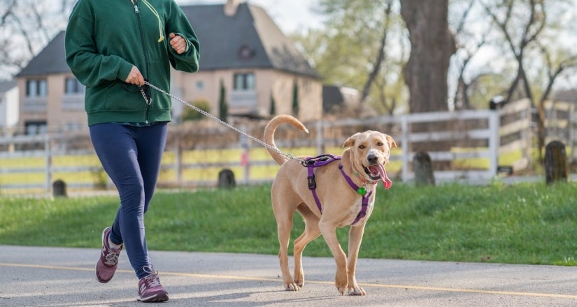 Happy dog walking on a leash