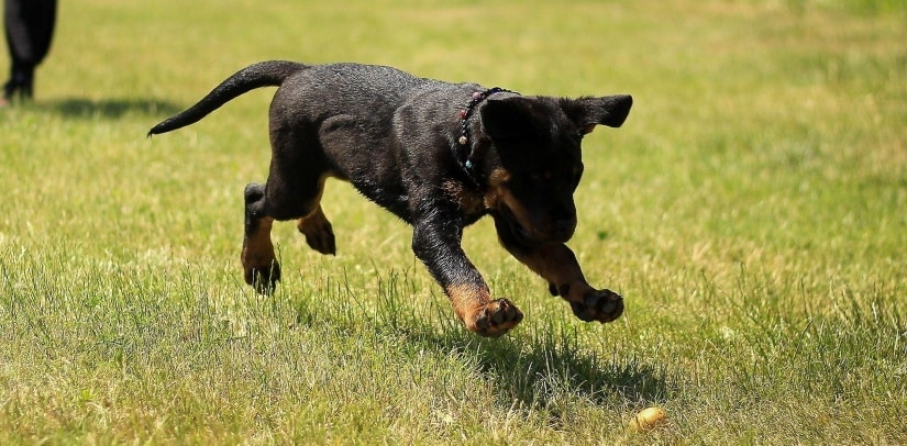 Puppy running outside on the grass
