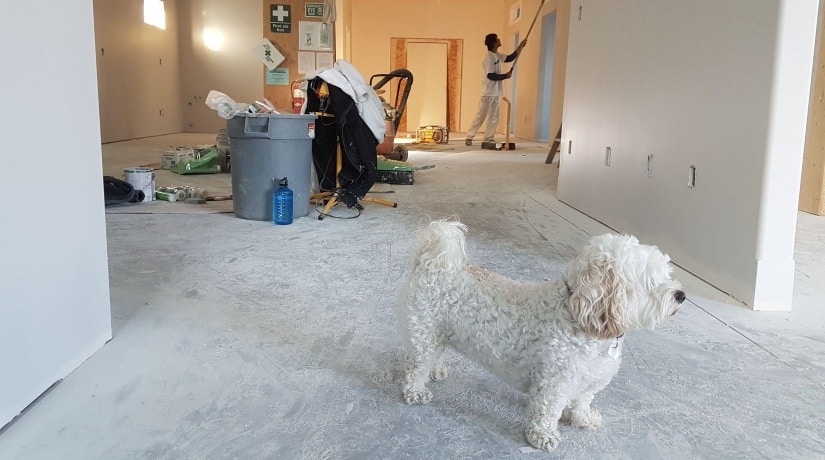 The dog runs on the dirty floor in the apartment being renovated